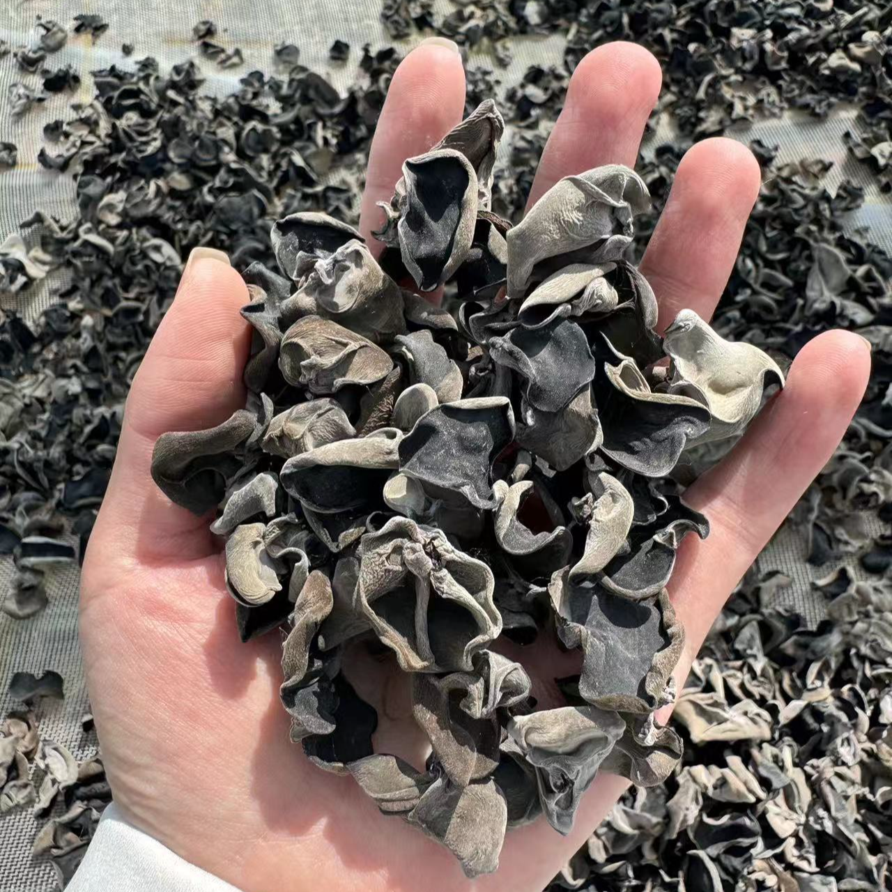 【大诺铁粉专属】东北黑木耳干货新货250克*2袋包邮