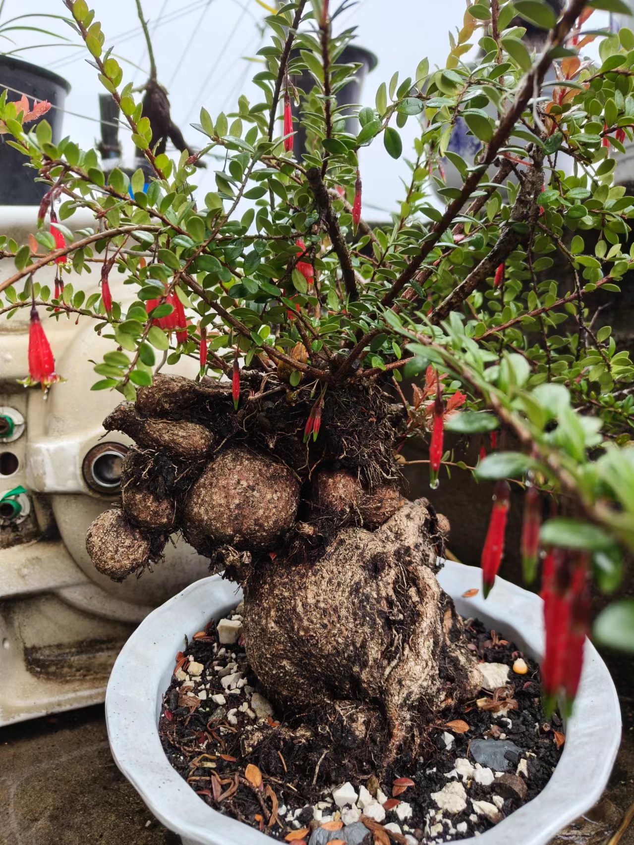 红花米叶五翅莓盆景