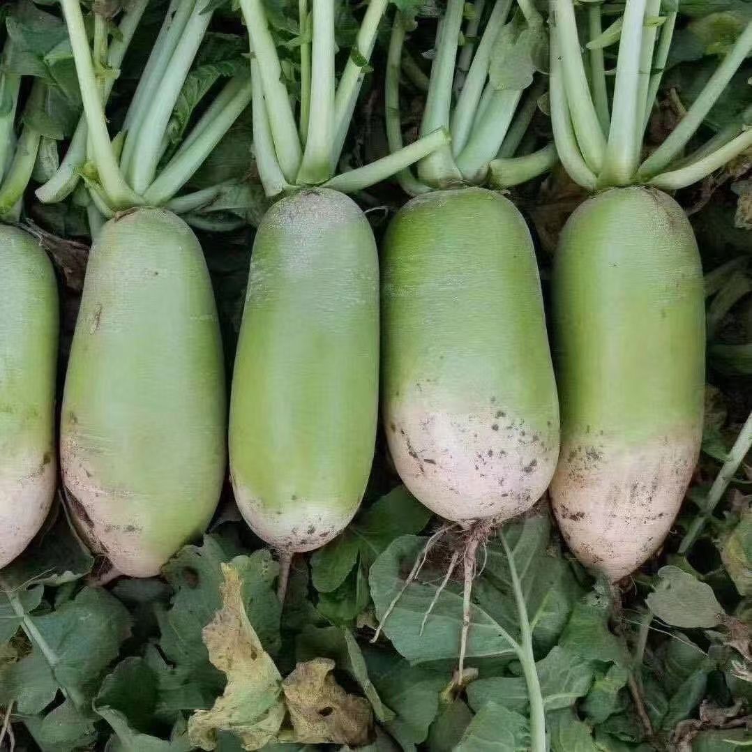 青萝卜  河南本地青萝卜 现挖现发  5斤