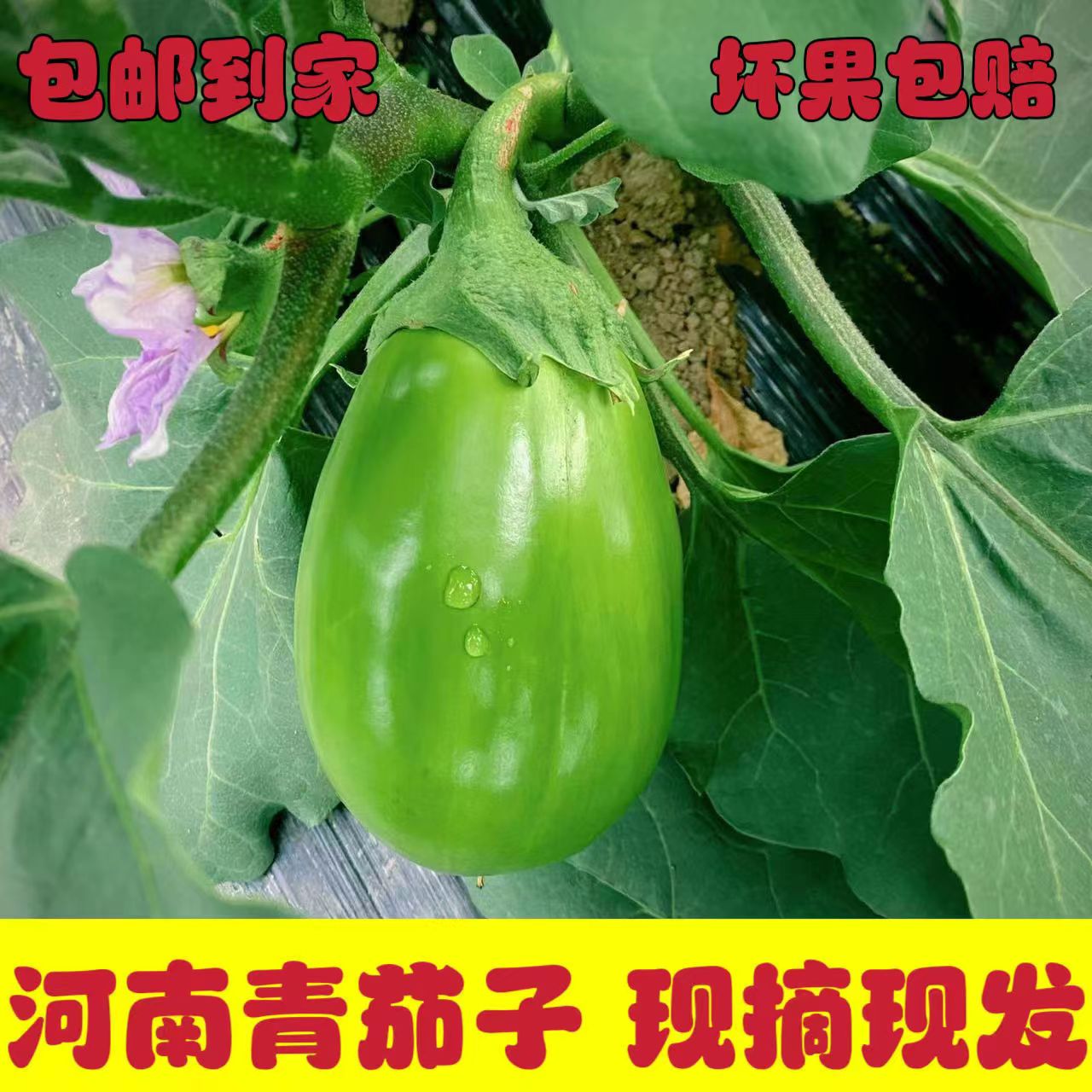 河南现摘青茄子绿皮茄子新鲜时令蔬菜可生吃