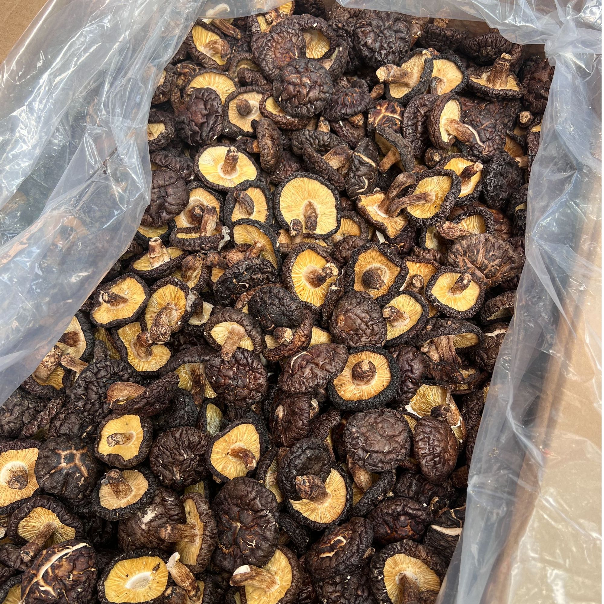 福建三明野外椴木香菇爆炒炖汤煲汤农家菌菇干货椴木香菇香气浓郁