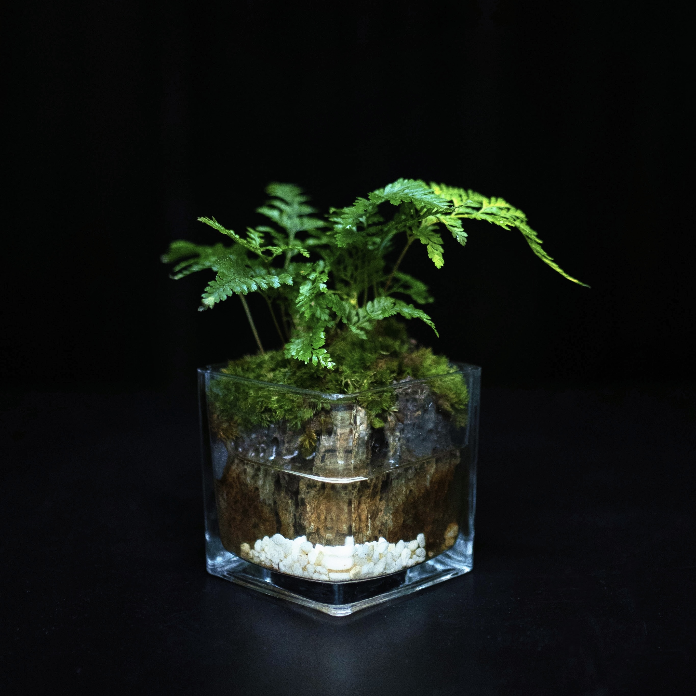 【叁七专属】狼尾蕨-成品创意绿植景观8*8cm