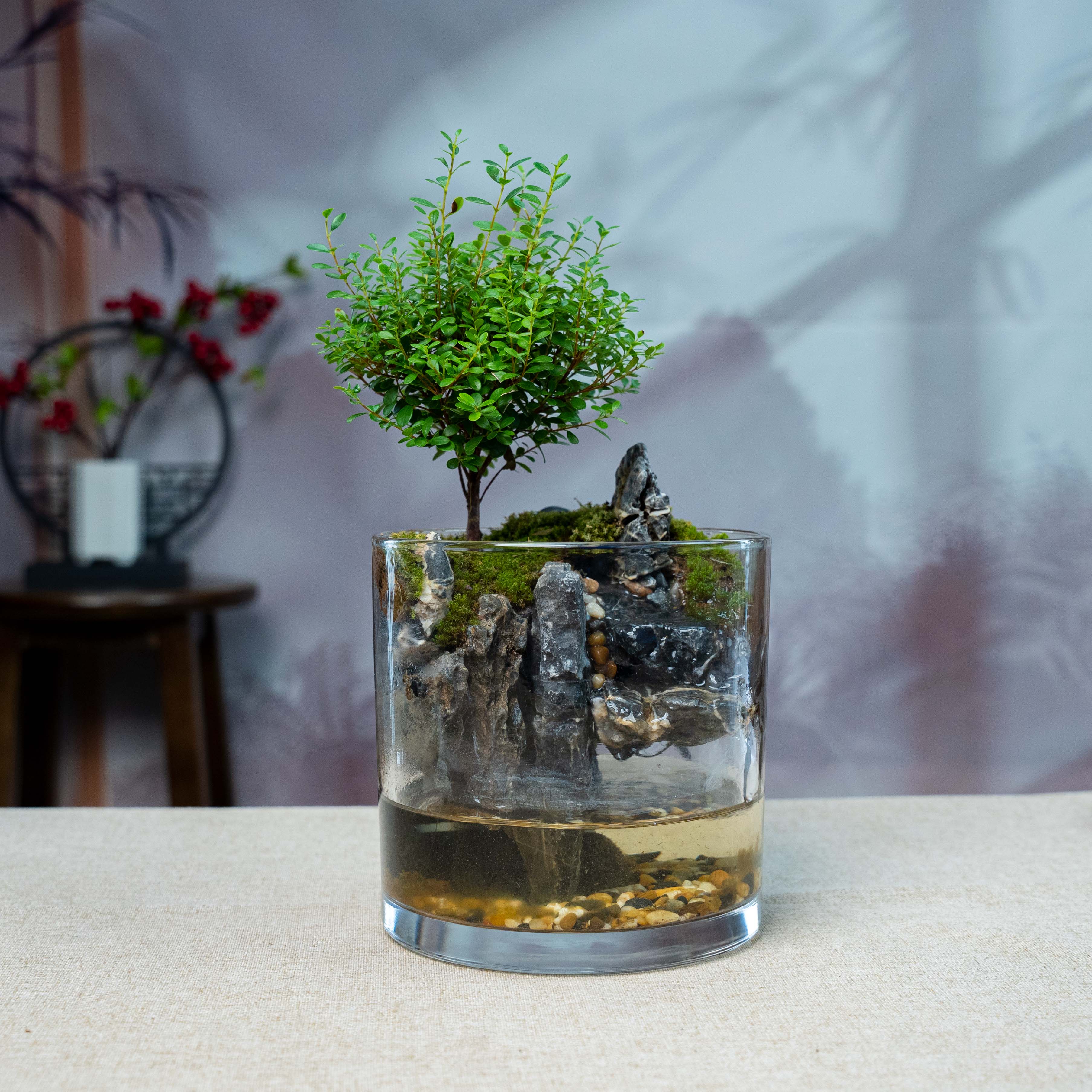 【特惠】方圆-山水缸尺寸长宽高15厘米成品创意绿植桌面景观