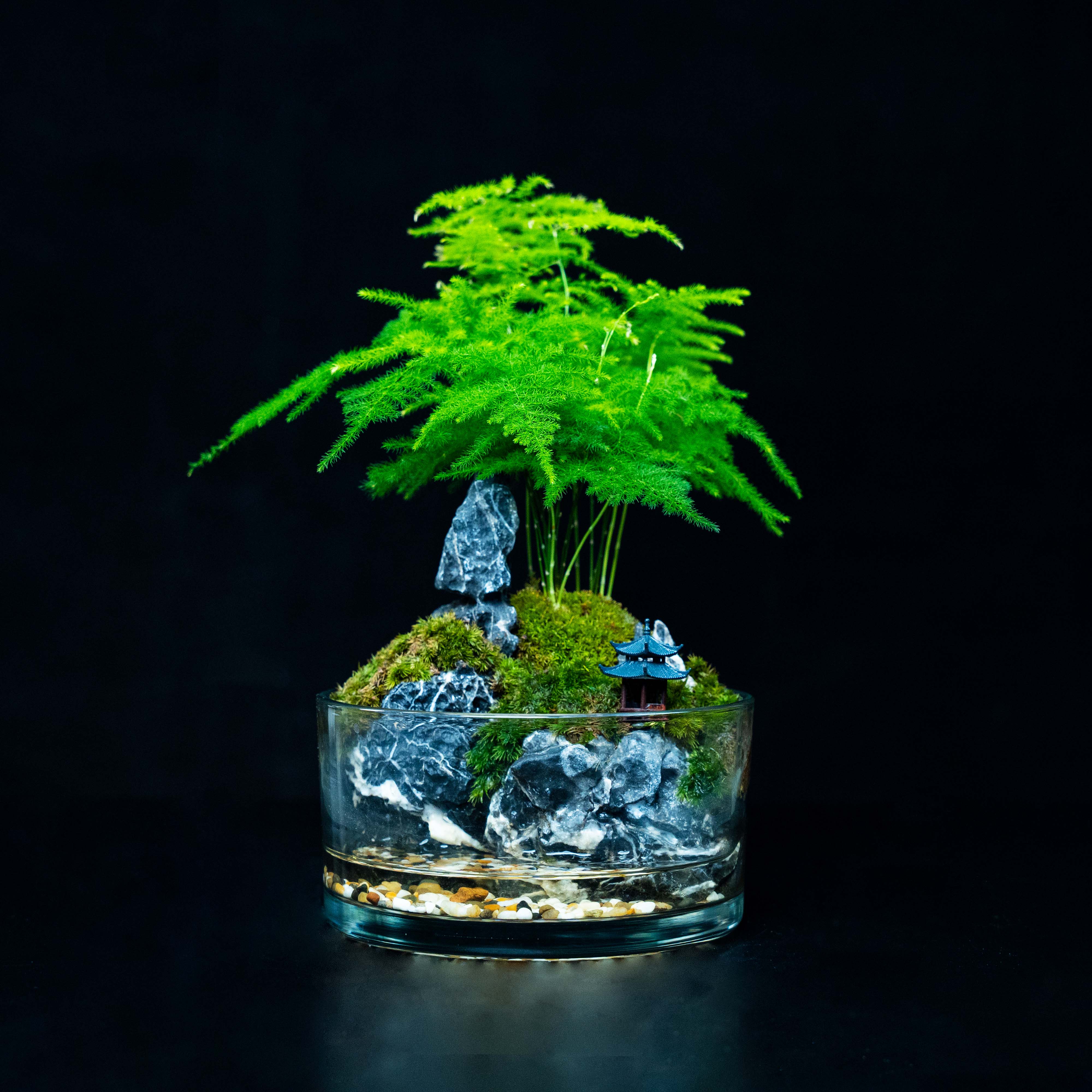 【三七专属】山涧-文竹成品创意绿植微景观尺寸7*15cm