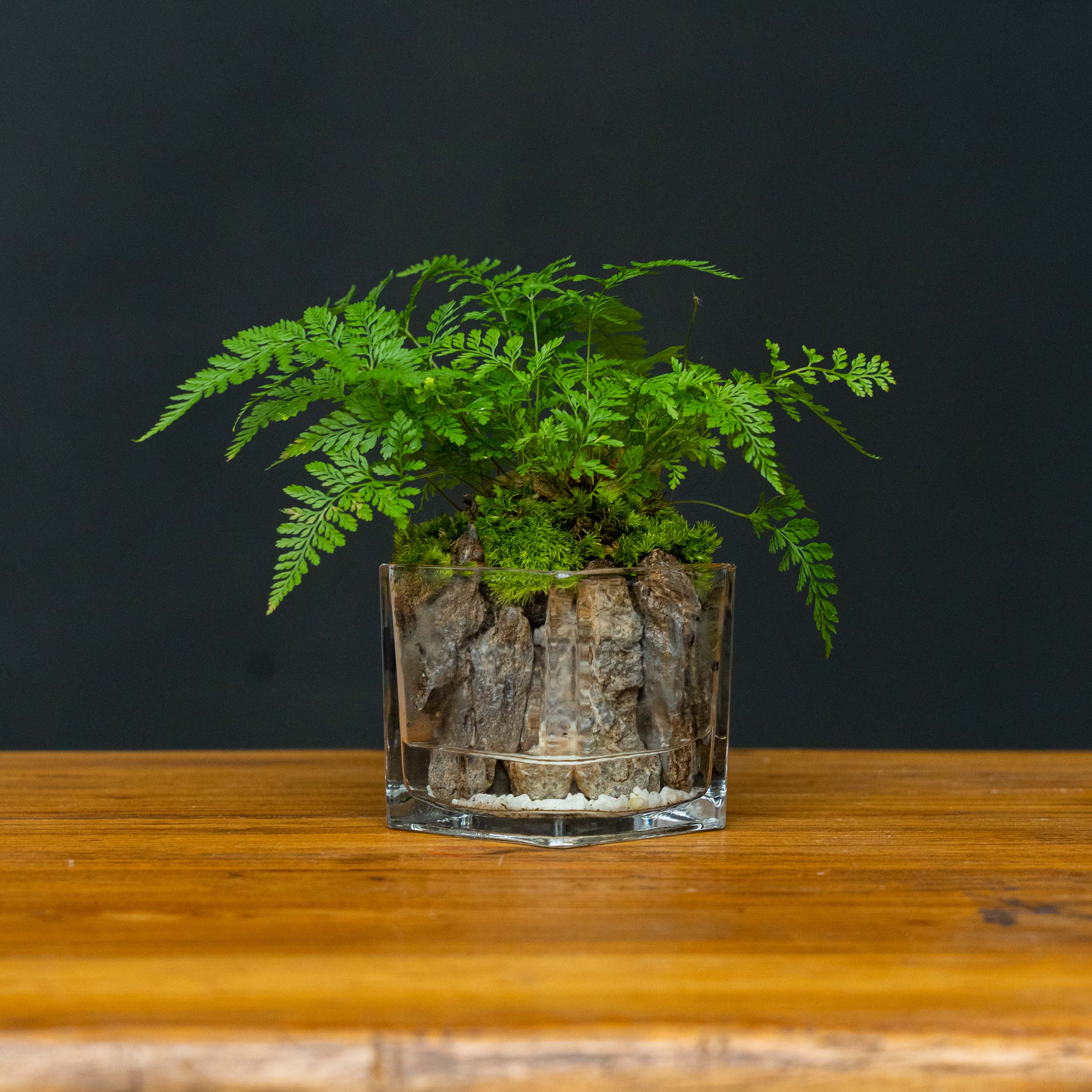 【山林】凝翠-成品创意绿植景观8*8cm