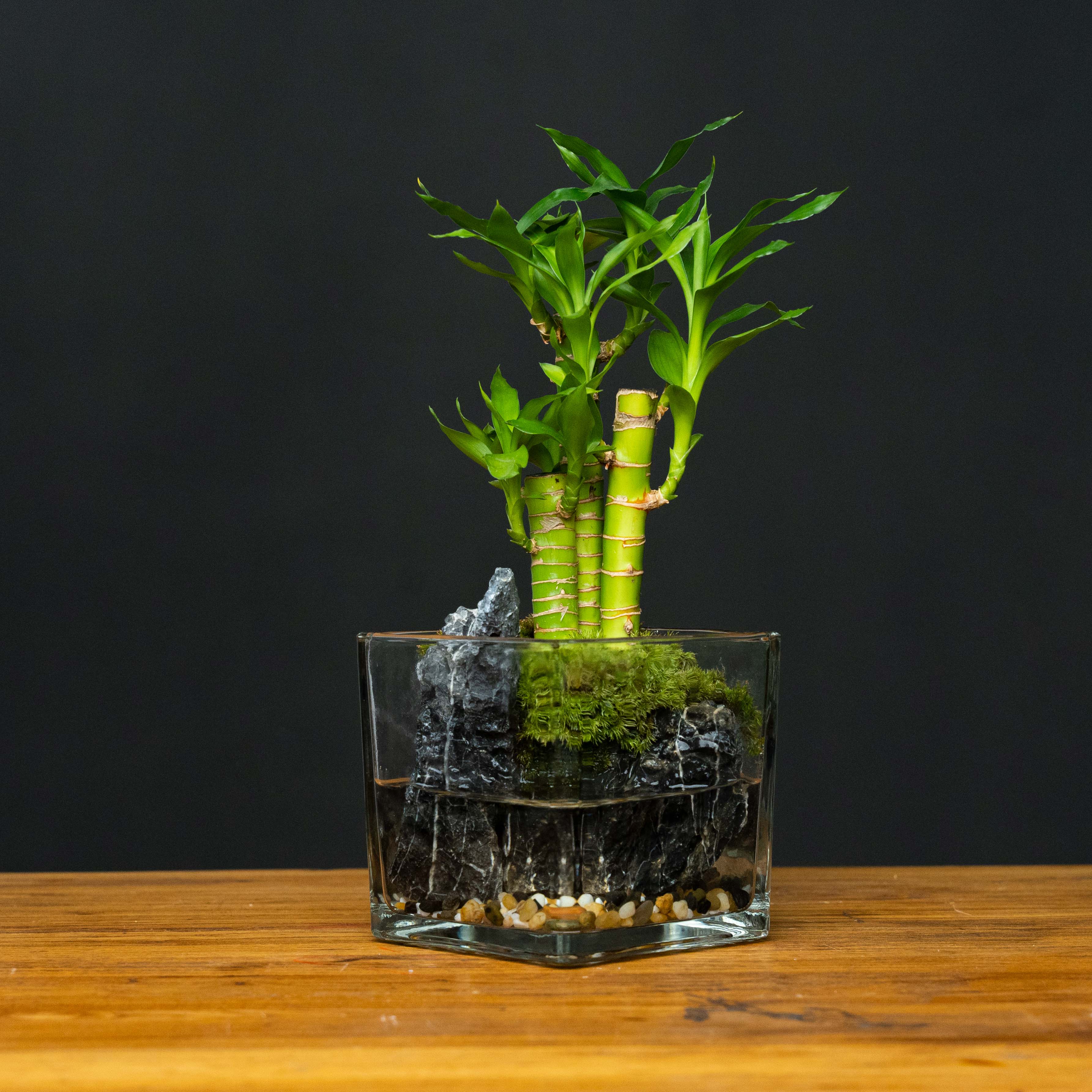 【古风】碧竹—荷花竹创意绿植成品桌面小摆件12*12