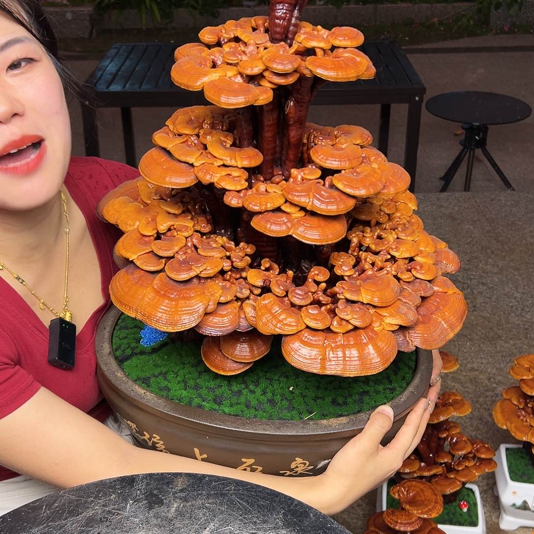 爱*灵芝好看又看好855588555888