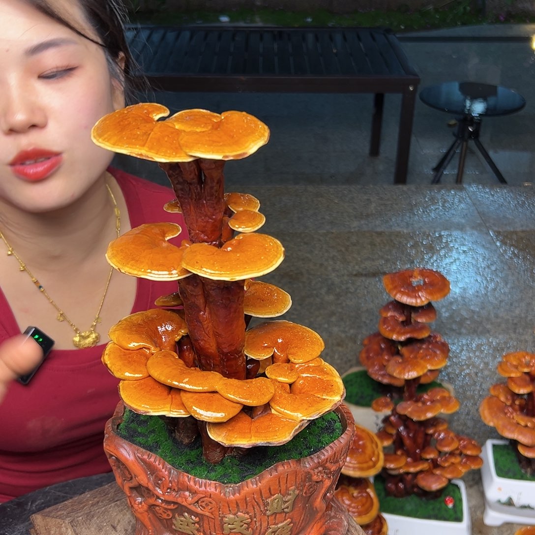 灵芝好看又好用啊哈5888856988899