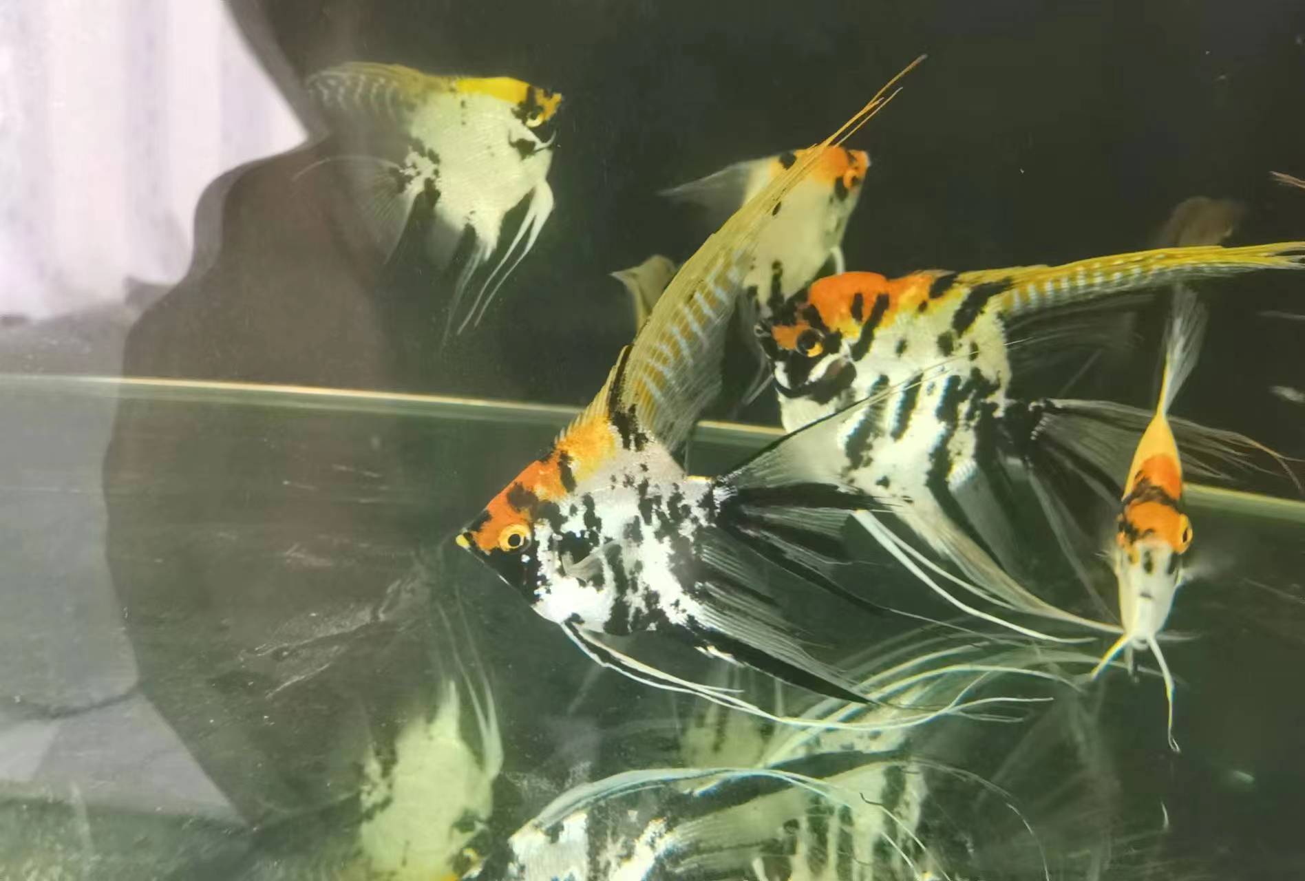 【善水】7-10CM精品神仙鱼燕鱼种鱼1条