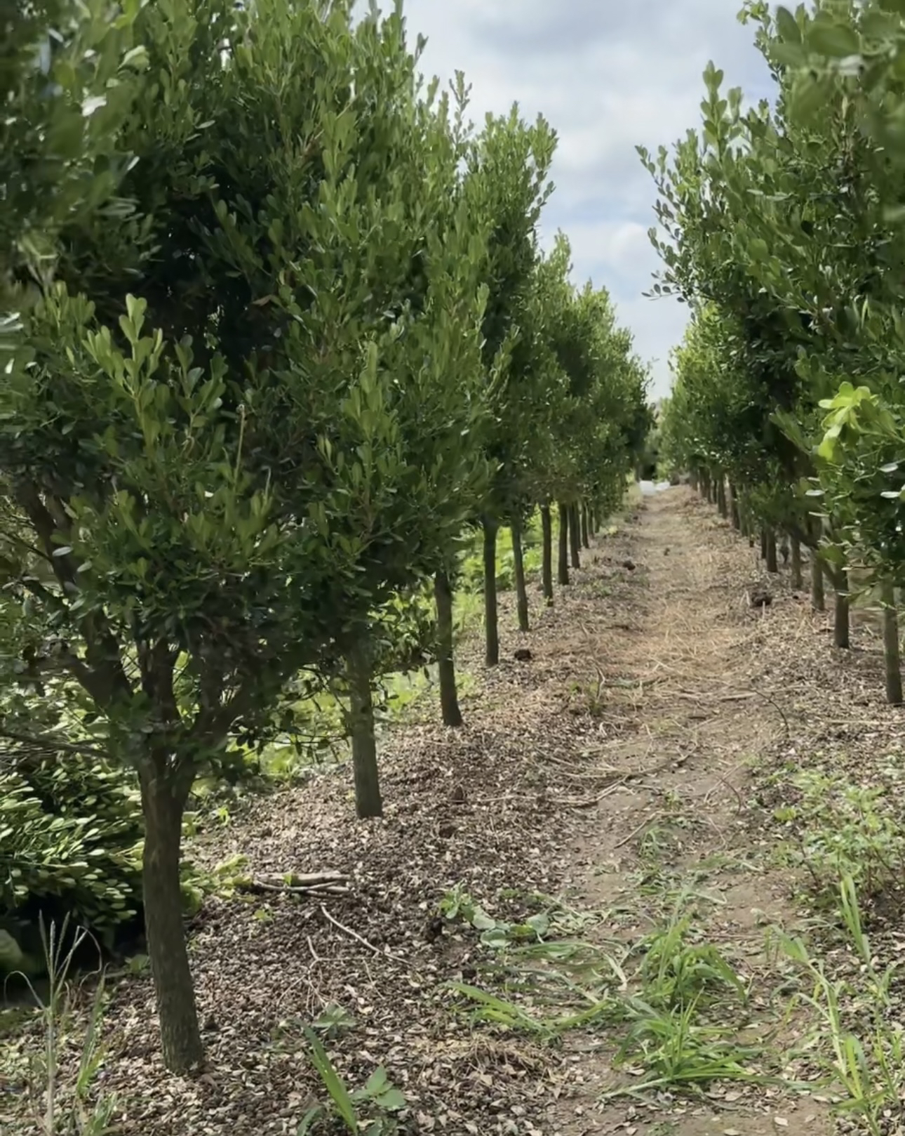 小叶瓜子黄杨链接