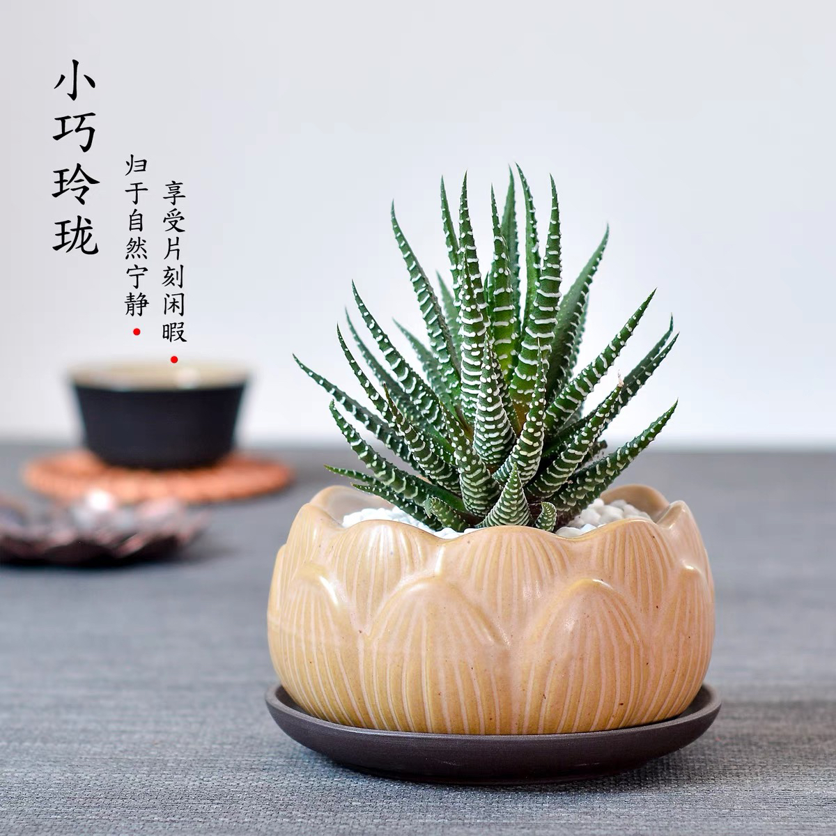 《满18元包.邮》条纹十二卷 裸根一颗  