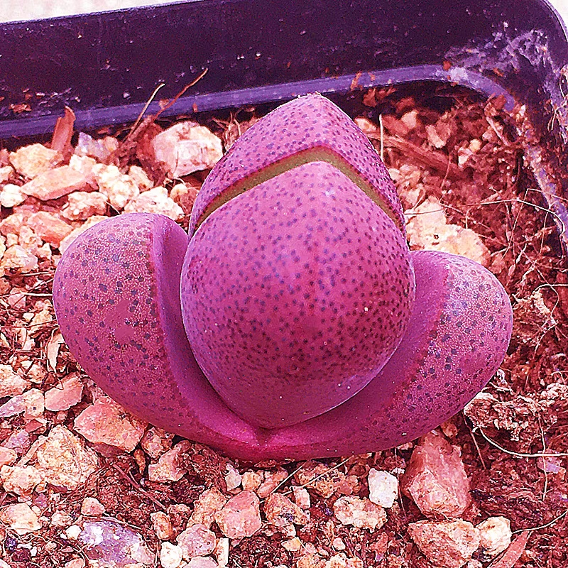 超稀有 帝玉 紫元宝多肉植物裸根一颗2厘米以上介意小勿拍