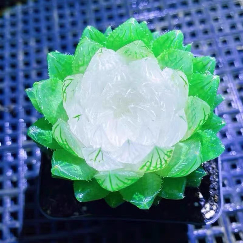 《满18包邮48小时内发货》宝莲灯玉露带盆一盆