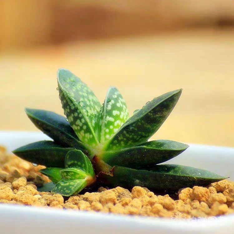 《满18元包.邮》元宝兰裸根2颗