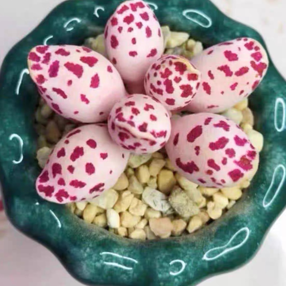 《满18元包.邮》海豹方盆裸根一颗后期控养会变粉