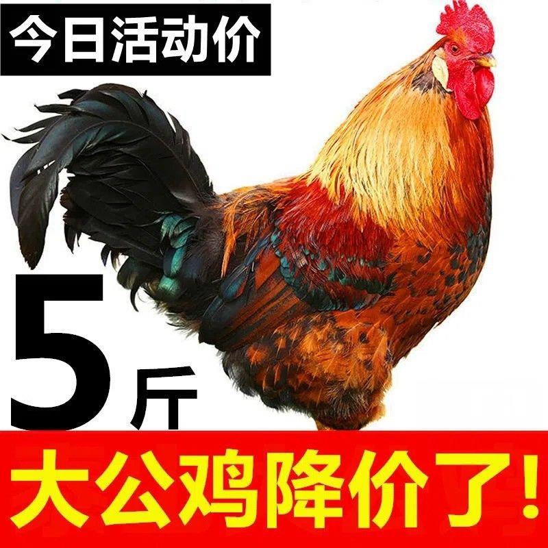 农家散养老公鸡正宗活鸡现杀土鸡公鸡新鲜鸡肉鸡笨鸡柴鸡鸡公整鸡