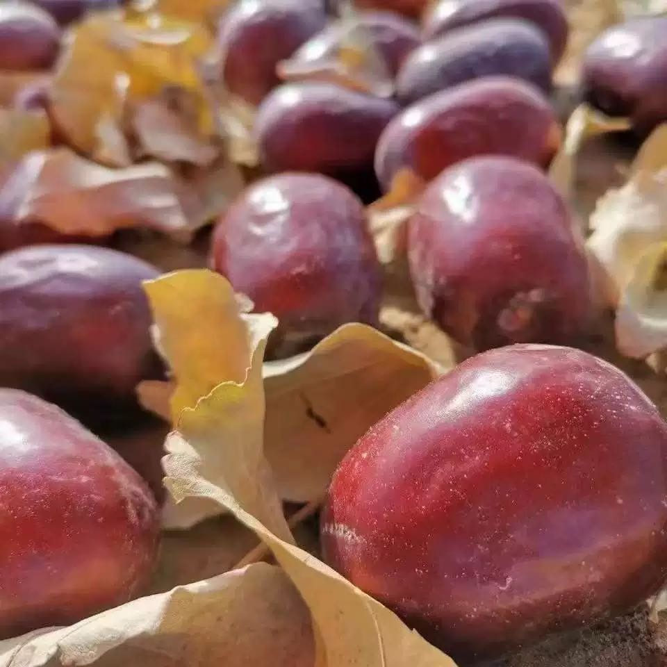 新疆吊干和田大枣（大果）2025年新货未清洗 原产地直发