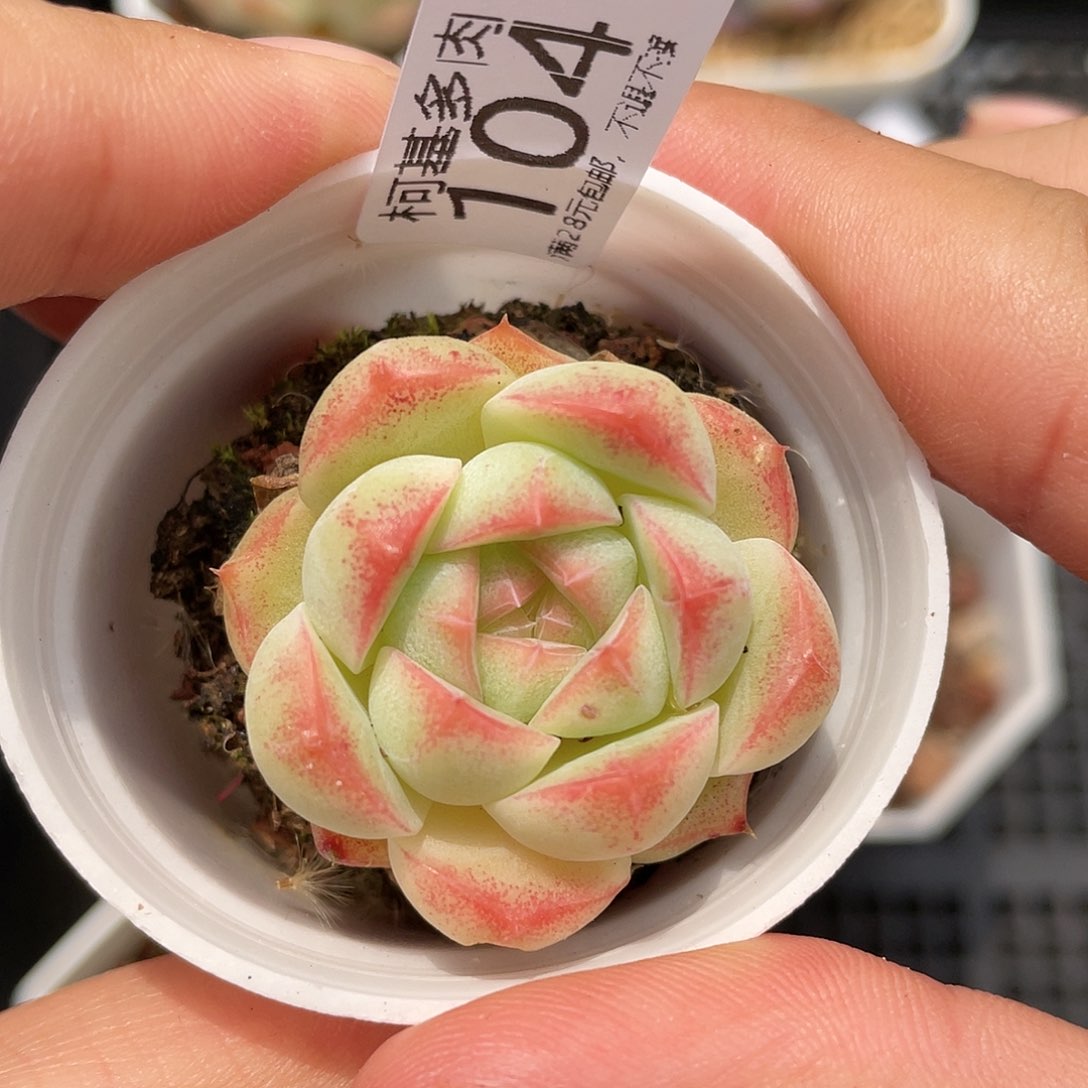 满28包邮糖心104