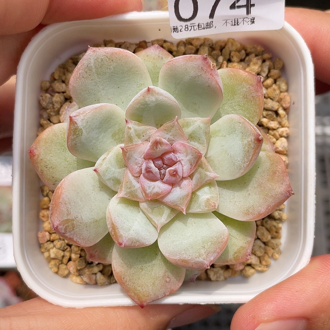 满28包邮糖心074