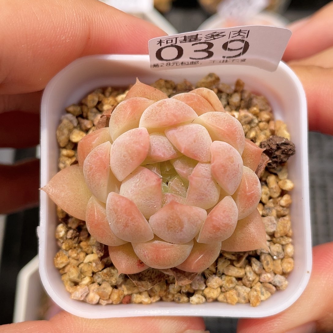 满28包邮糖心039