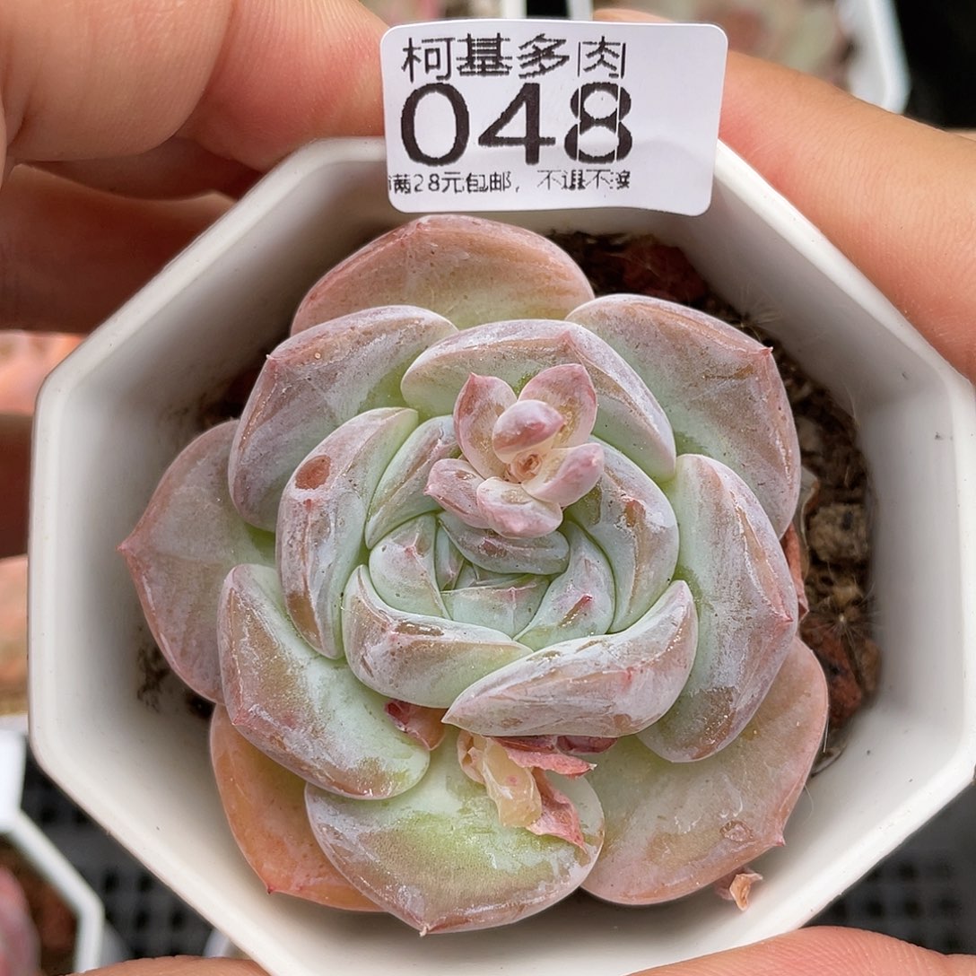 满28包邮糖心048