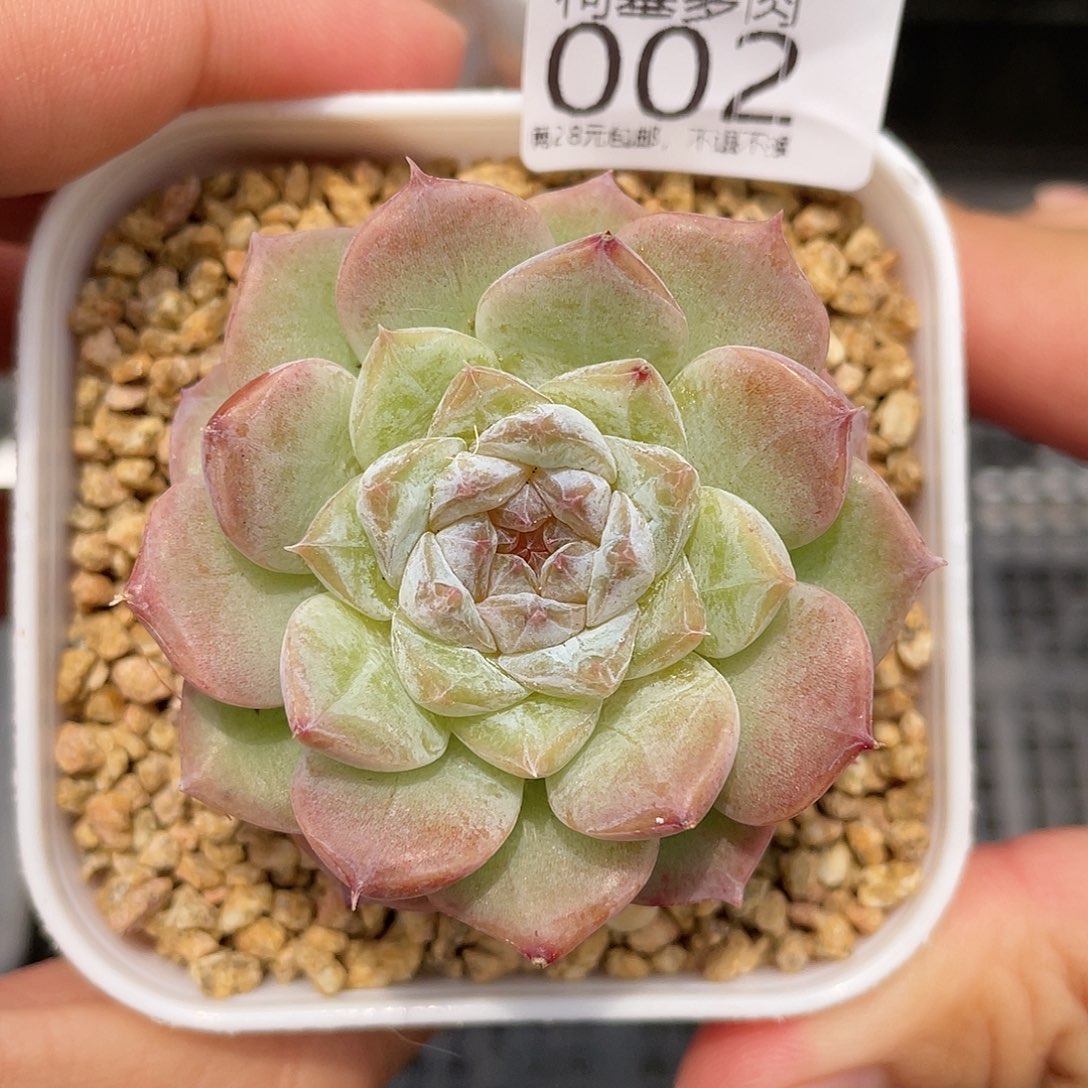满28包邮糖心002