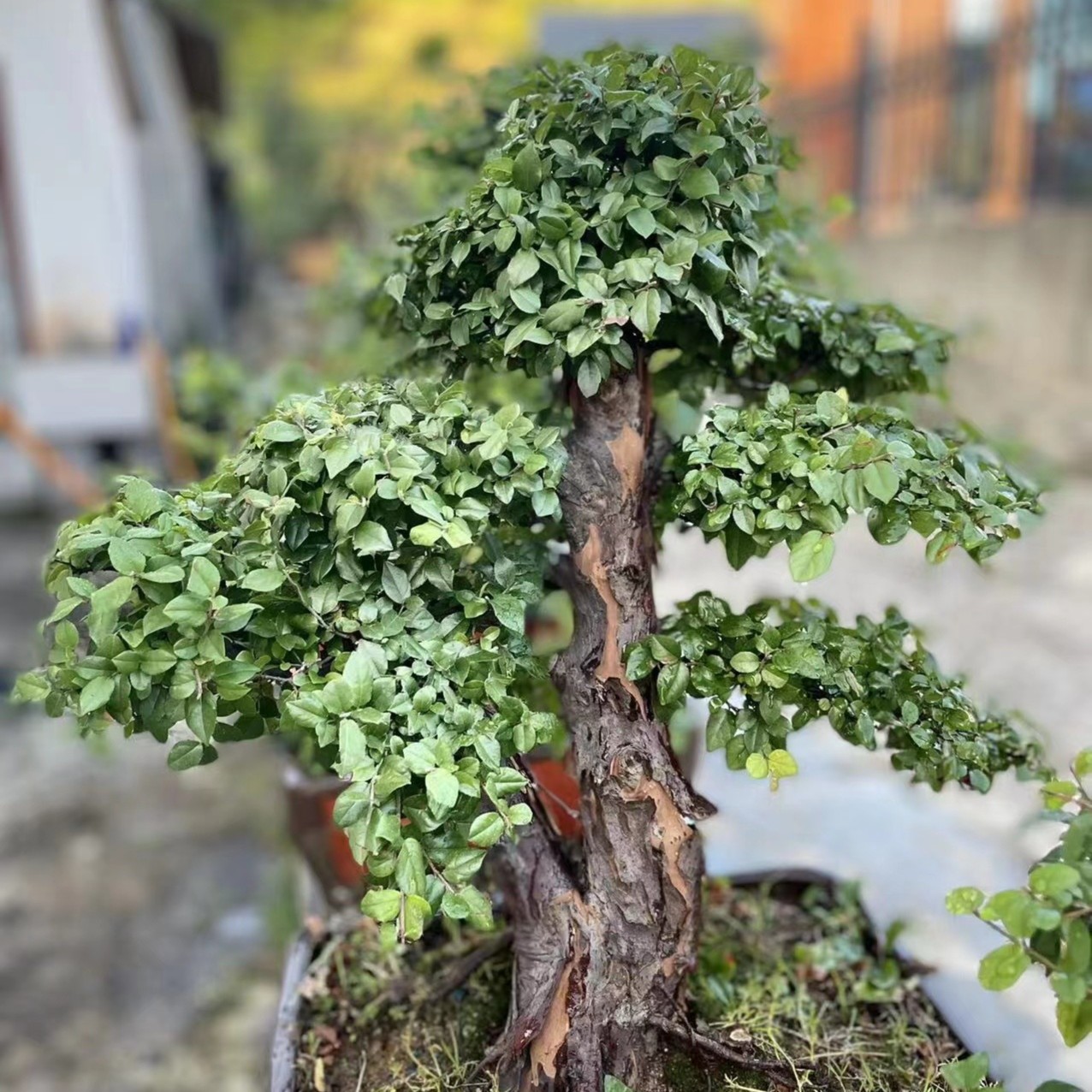 （直播间一物一拍）精品盆景   付对应米数  截图保存  