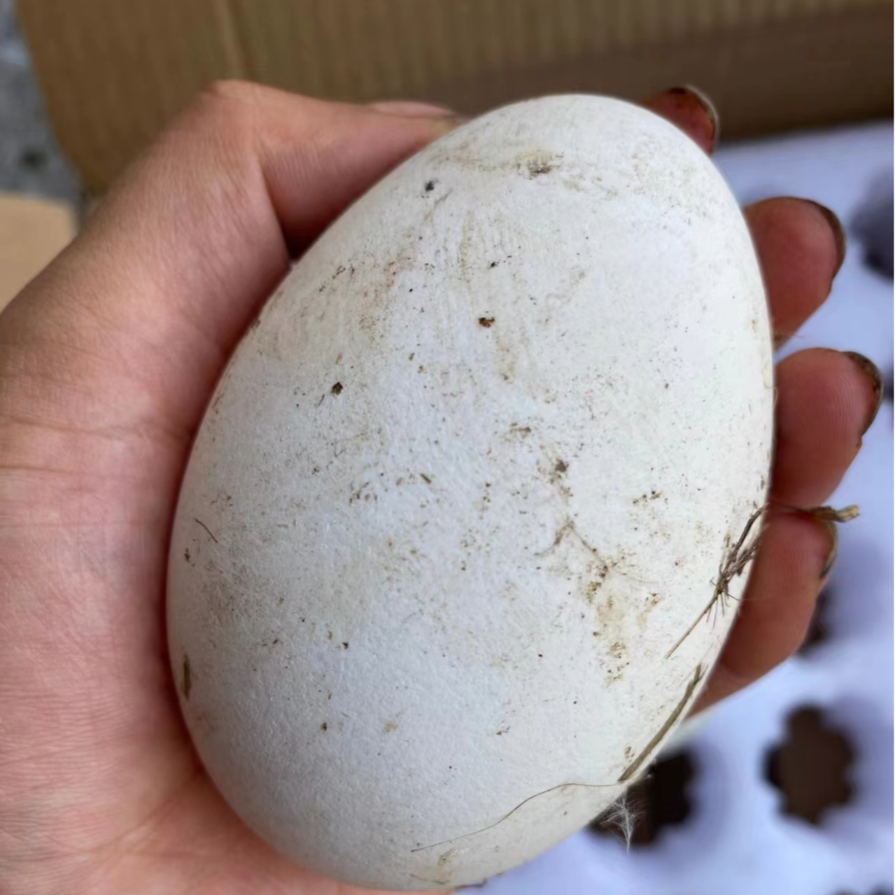 彭河村村民自家散养土鹅蛋