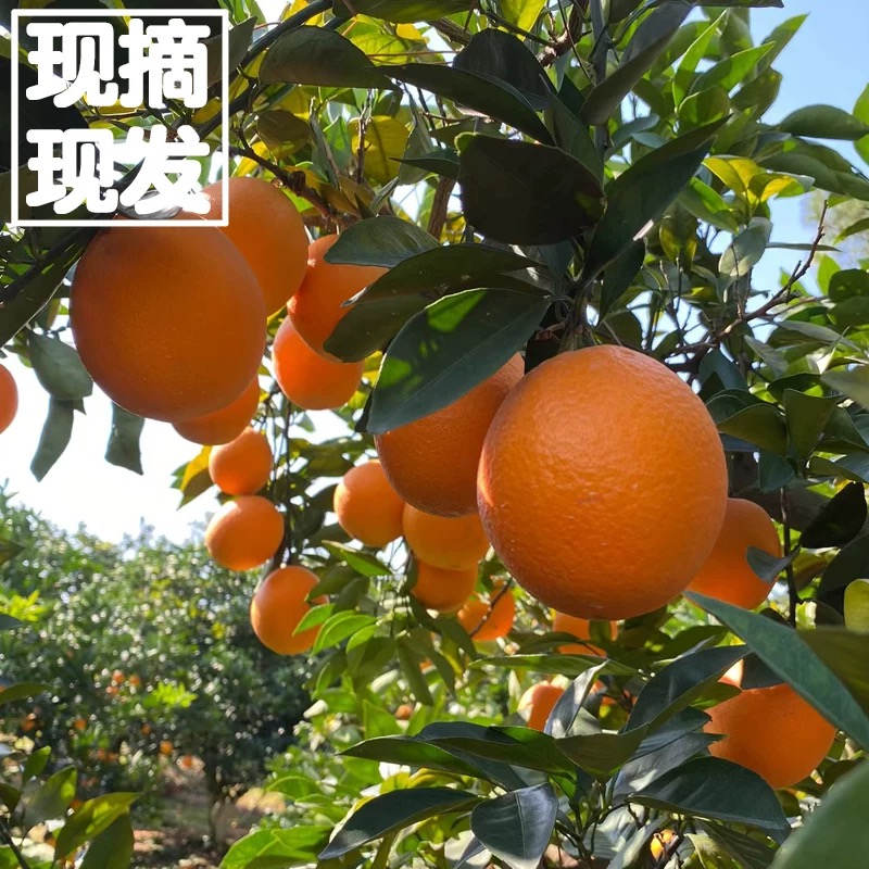 正宗江西赣南脐橙75-90mm生态果新鲜果赣南产地直发