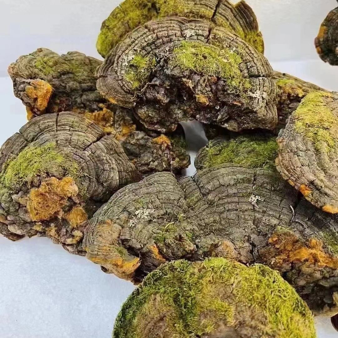 长白山【源产地】老树 桑 黄煮水喝净含量250克/500克