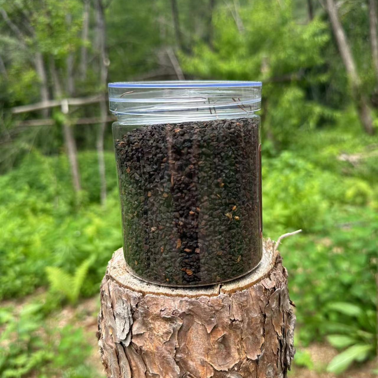 长白山特产桦树茸黑颗粒
