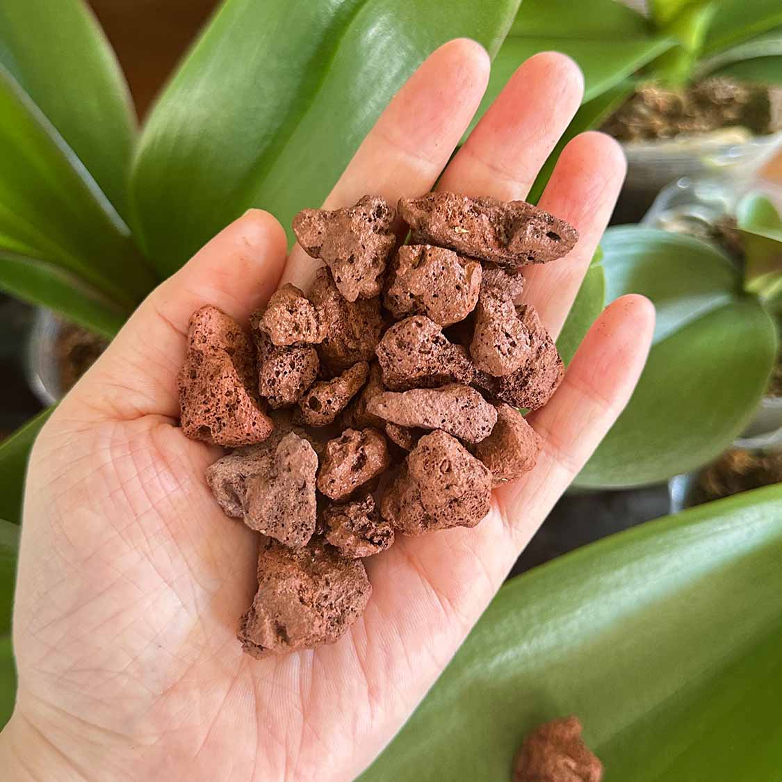 花花喜大王天然火山石颗粒红火山岩底砂多肉兰花石鱼缸专用铺面石