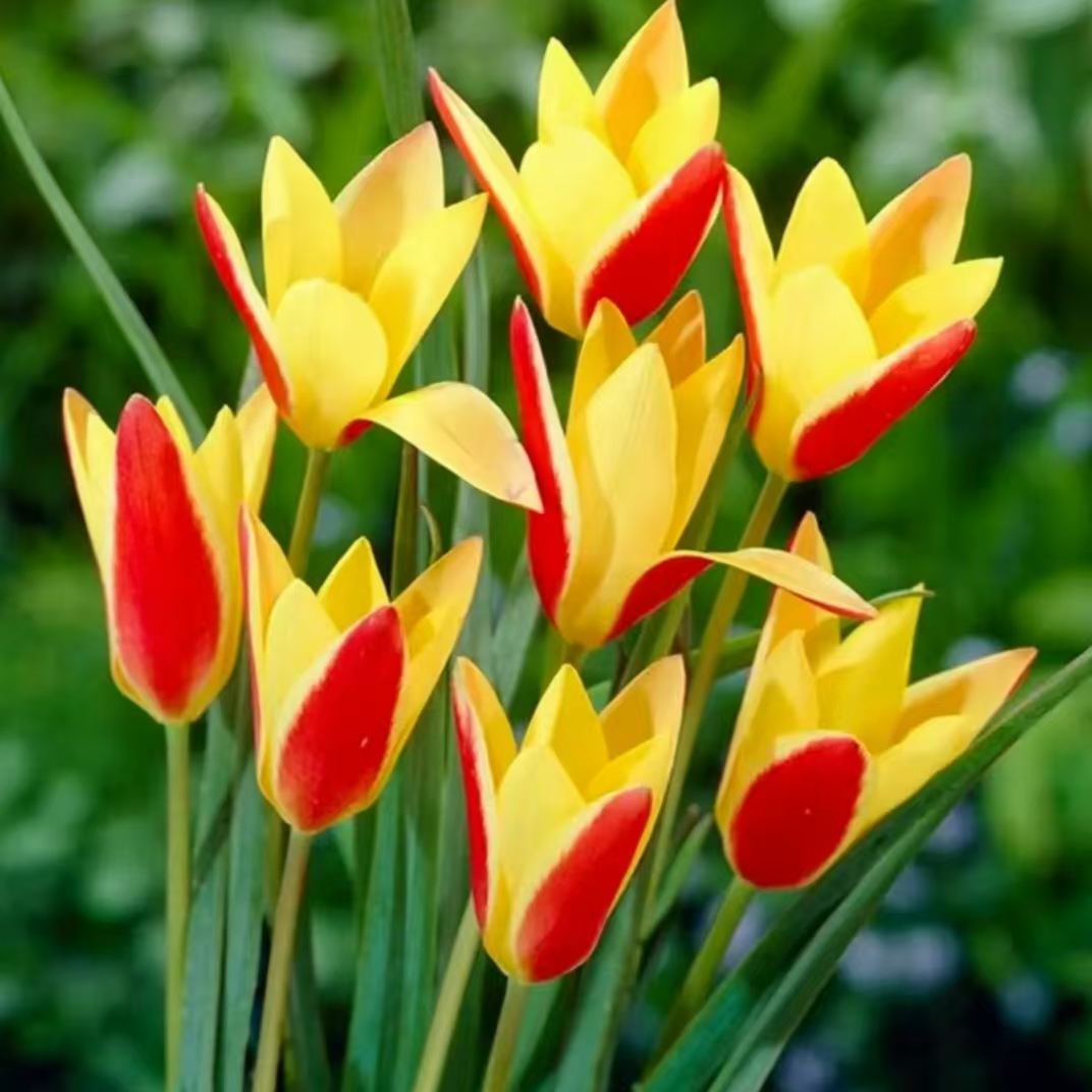 多年生原生郁金香复花性好盆栽地栽庭院阳台种植