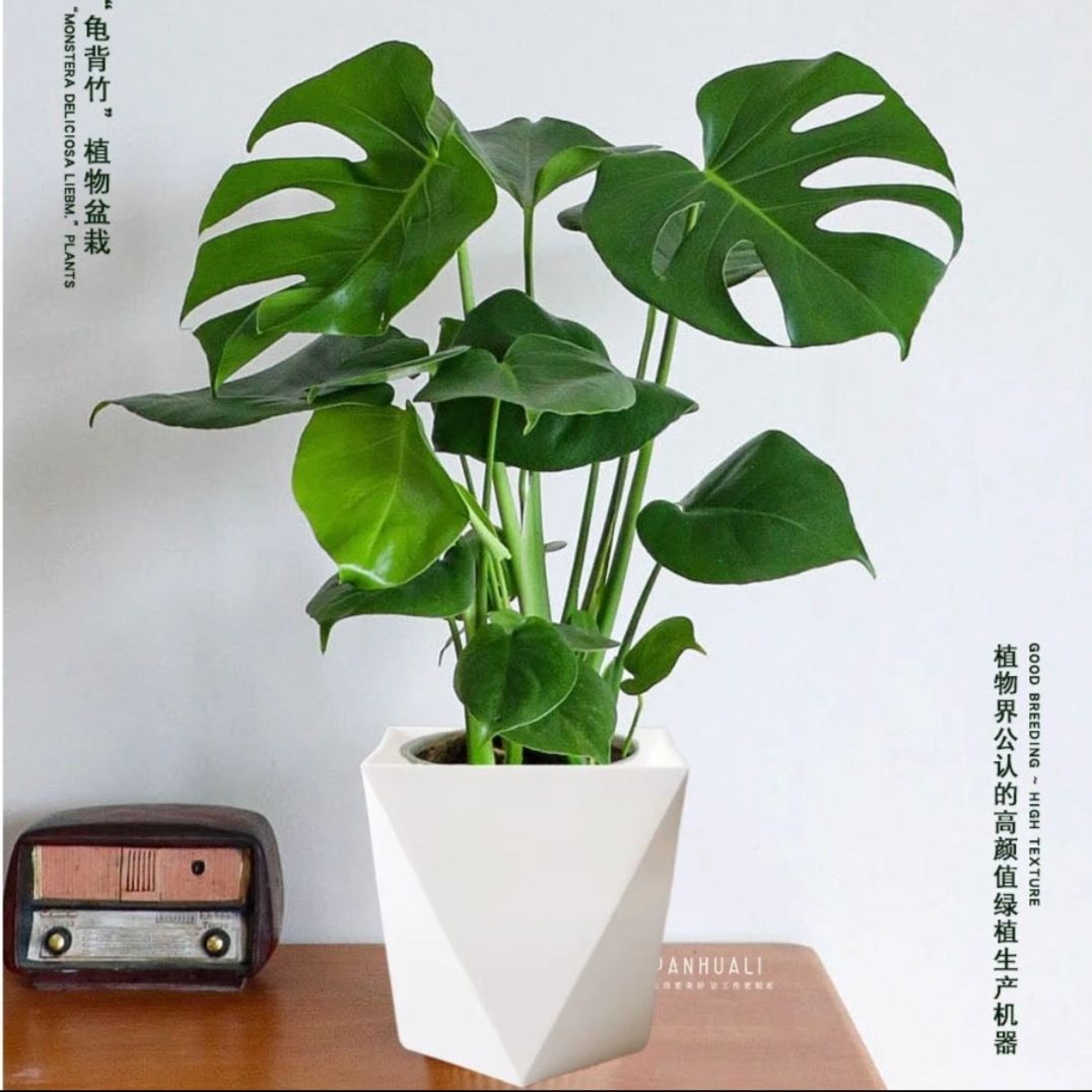 【3株苗高60cm左右】龟背竹大型客厅绿植基地直供送白色菱形盆