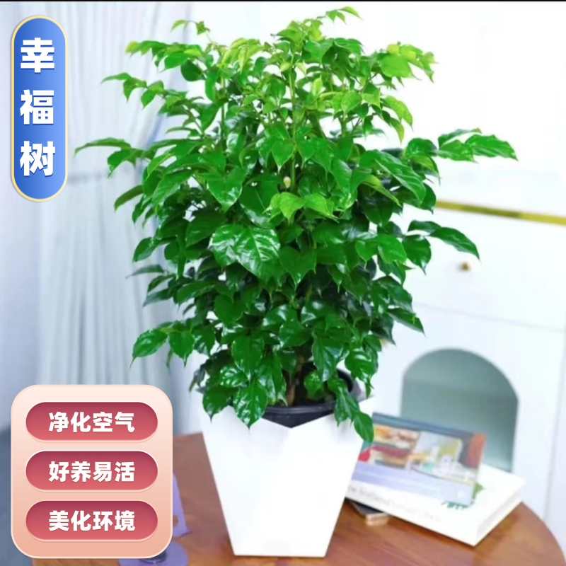 幸福树盆栽室内客厅新家吸甲醛净化空气大绿植办公室四季常青植物