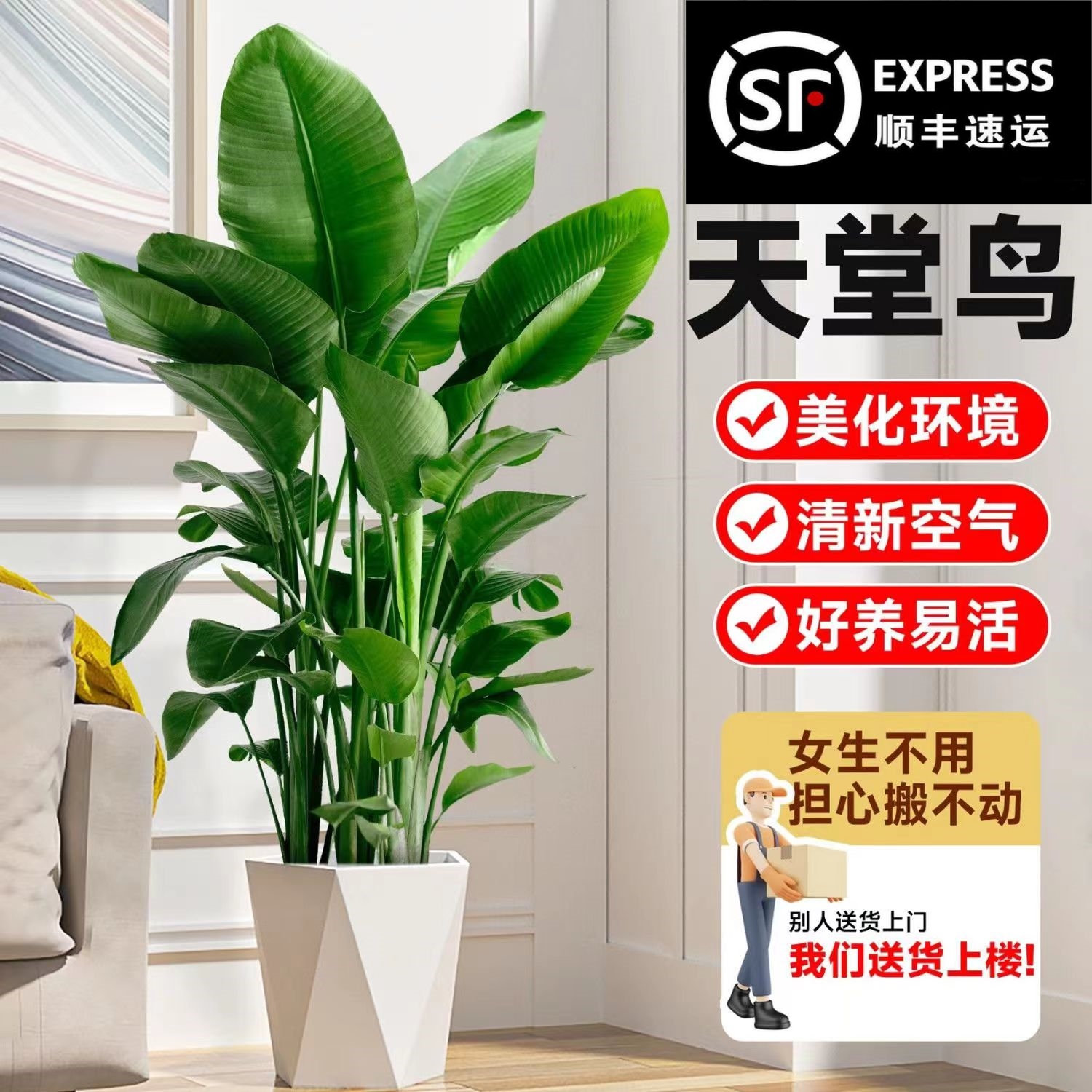 1米1-1.2米天堂鸟盆栽鹤望兰绿植物室内净化空气办公室花卉除甲醛