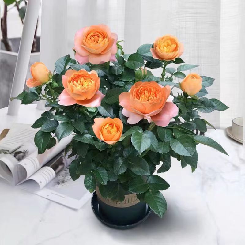 果汁阳台四季开花灌木月季果汁阳台庭院花卉植物盆栽新鲜花卉