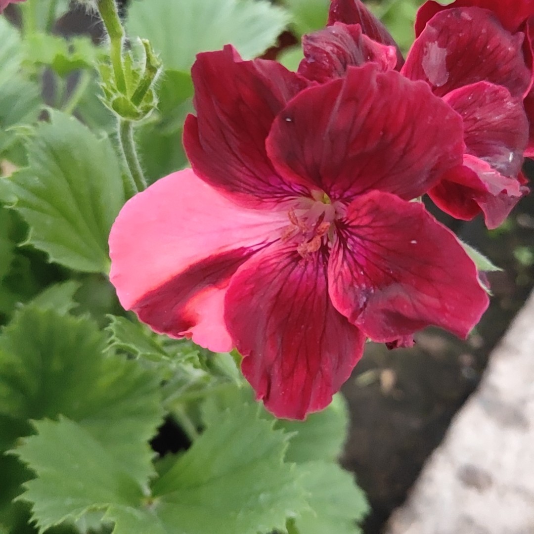 蝴蝶梅 室内花卉绿植