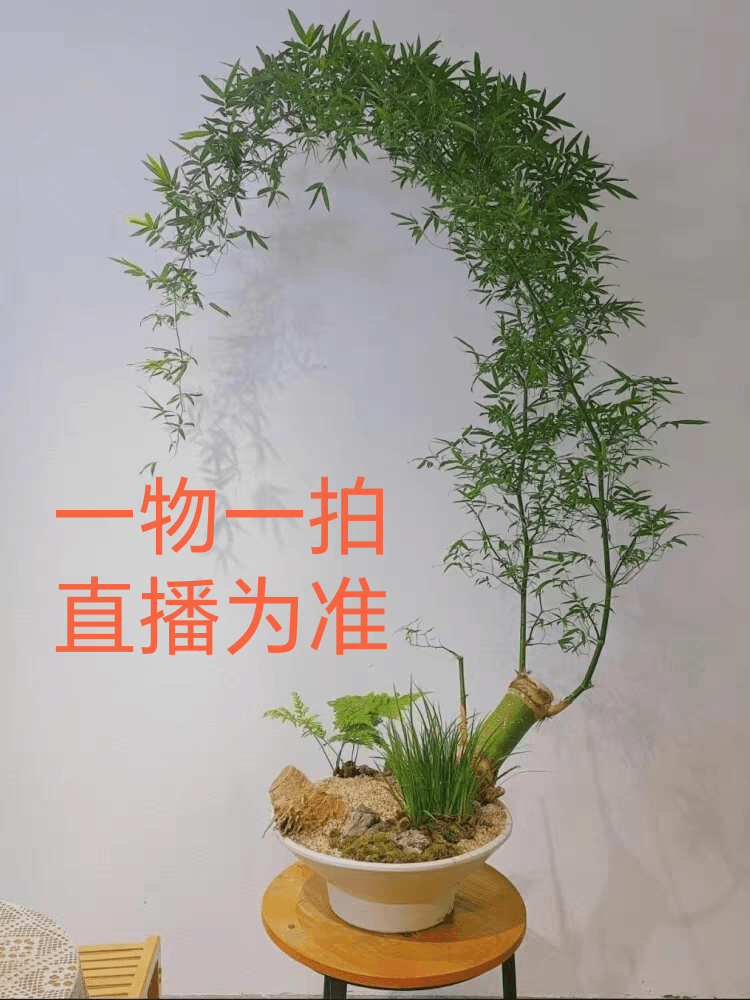 禅意小叶簕竹熟桩室内茶桌客厅盆栽好养易活懒人桩绿植