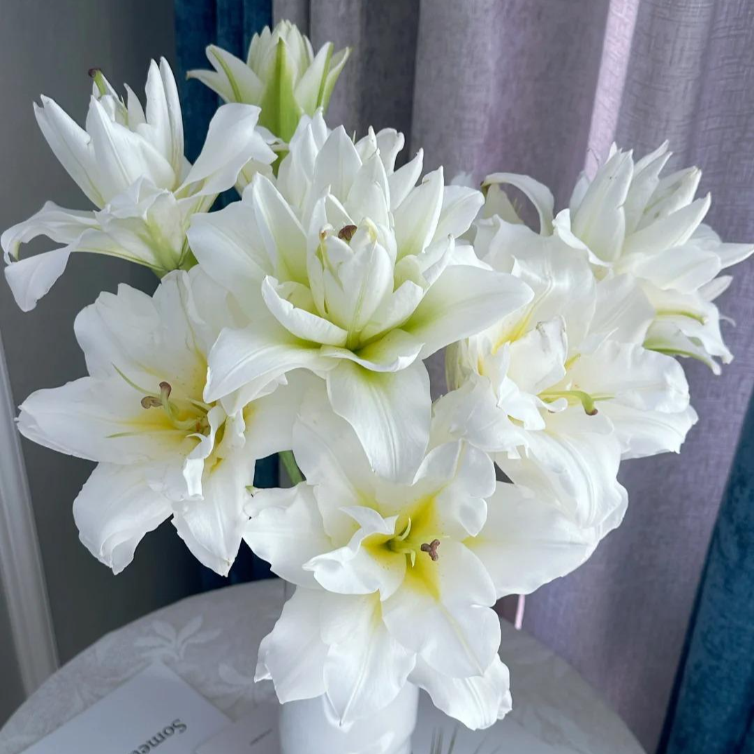 暴风雪·重瓣香水百合