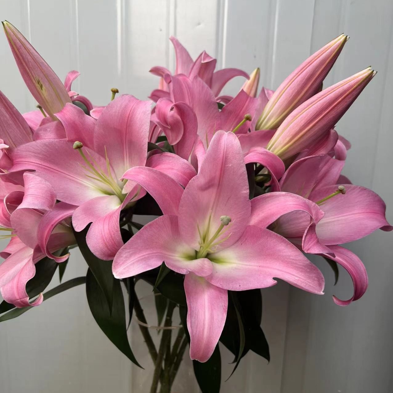 （飞飞精选）星光百合（ AA级品质百合花）顺丰冷链包邮