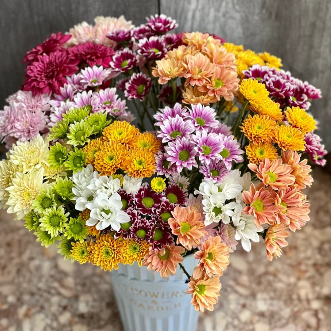 【混色小雏菊】云南生活鲜切花 基地直发 高品质居家软装瓶插花