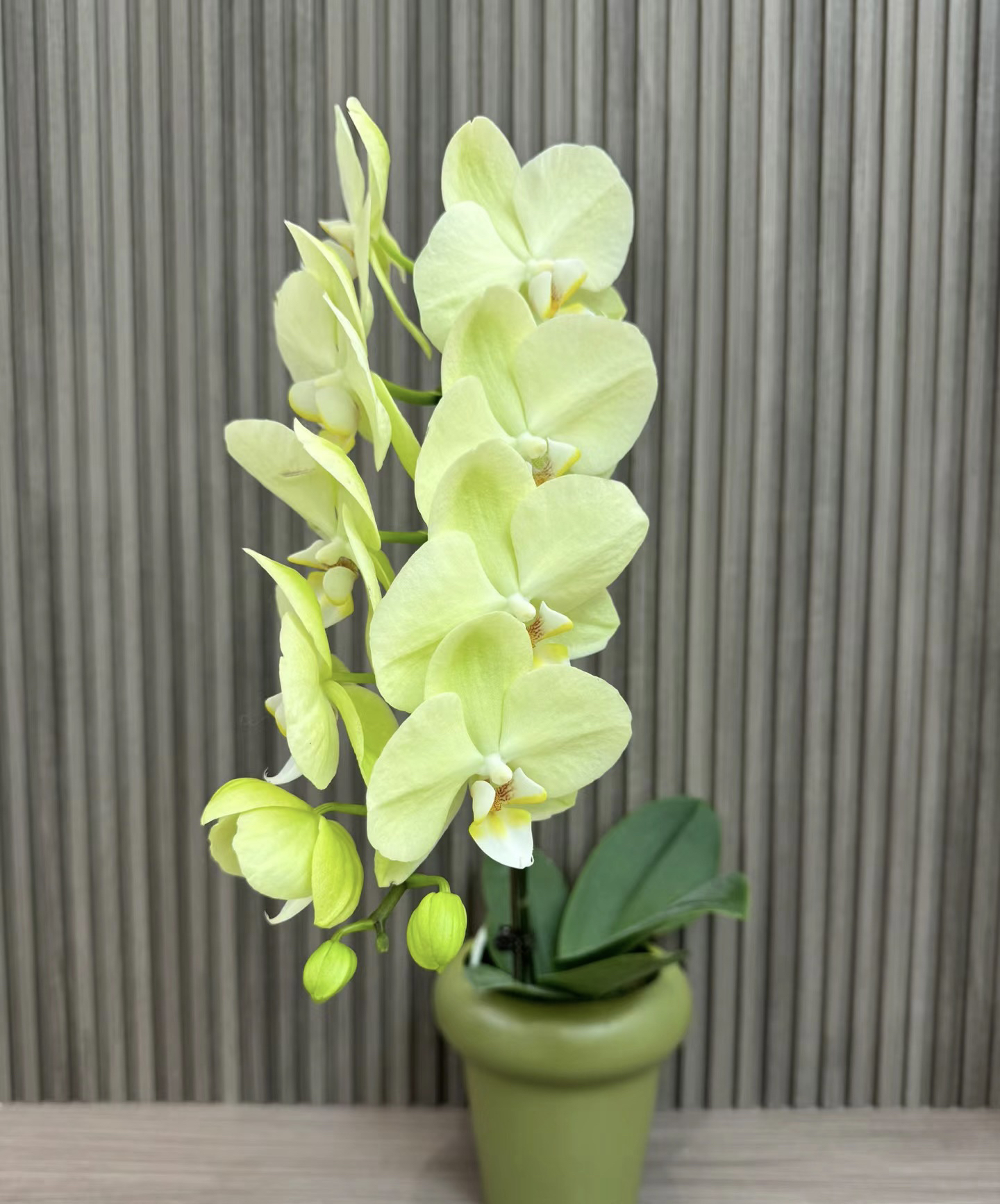 《日光浴》蝴蝶兰3.0加高成熟苗不带花室内盆栽植物花期长基地直发