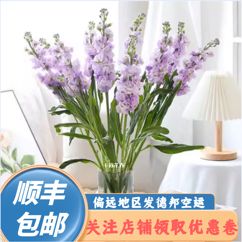 紫罗兰蝴蝶重瓣10支家用浓郁云南鲜花基地直发保水配送插瓶水培