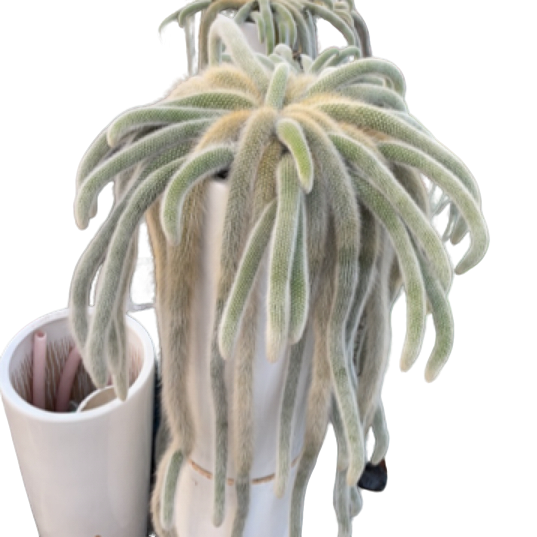 九尾狐多肉植物环保好养活