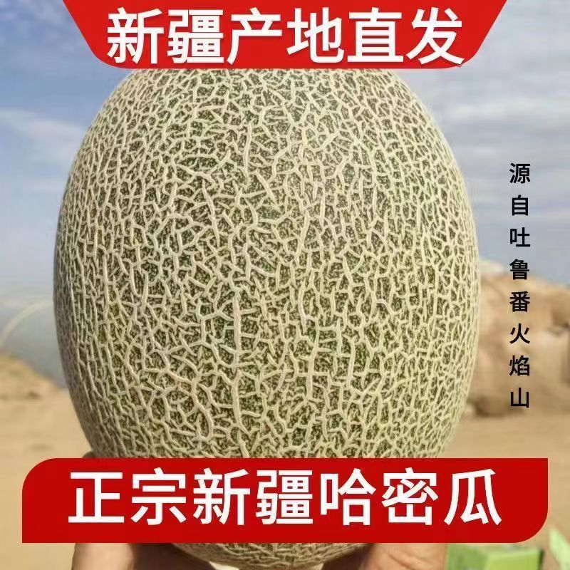 【新疆直发】新疆吐鲁番火焰山哈密瓜西州蜜25号脆甜当季新鲜水果