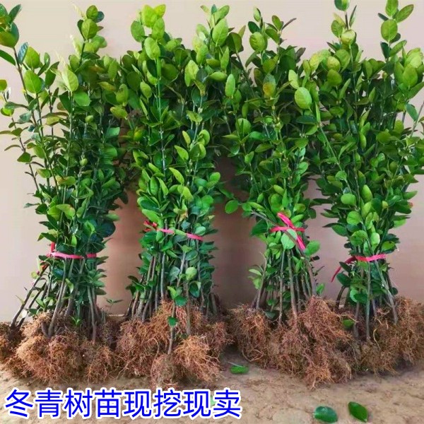 北海道黄杨苗绿化苗木冬青苗四季长青庭院篱笆围墙绿化大叶黄杨树