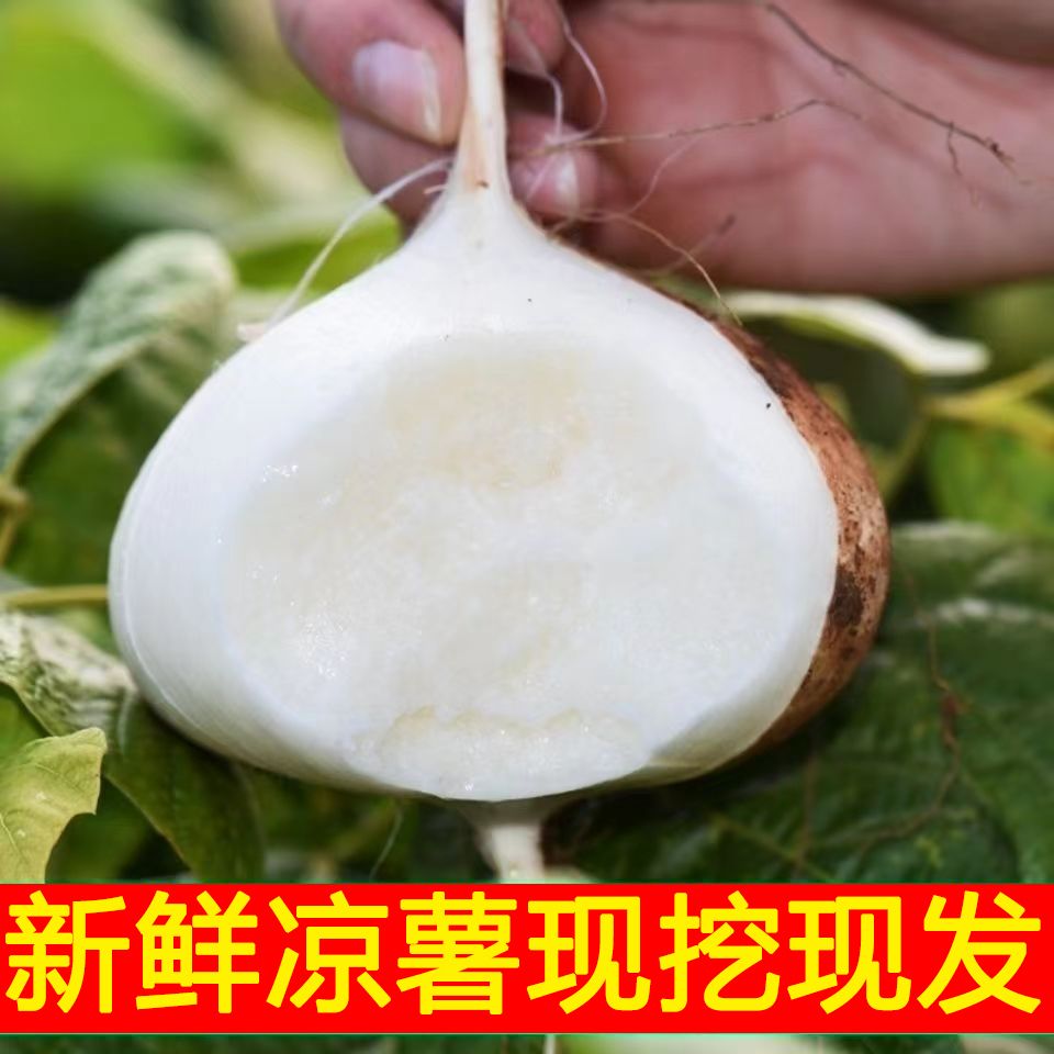 贵州地萝卜沙地地萝卜地瓜新鲜凉薯脆甜地瓜凉薯白地瓜净重包邮