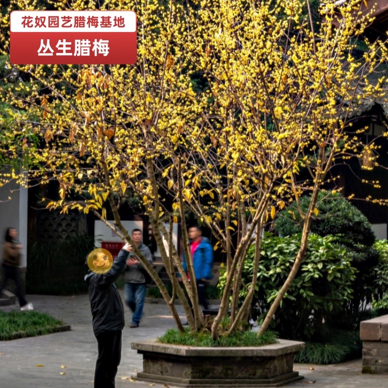丛生腊梅花树苗嫁接大苗庭院地栽耐寒浓香冬季开素心黄梅花奴园艺