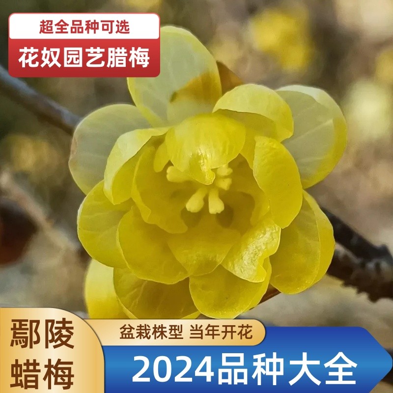 腊梅品种大全鄢陵素心檀香磬口虎蹄金葵盆栽嫁接树苗浓香花奴园艺